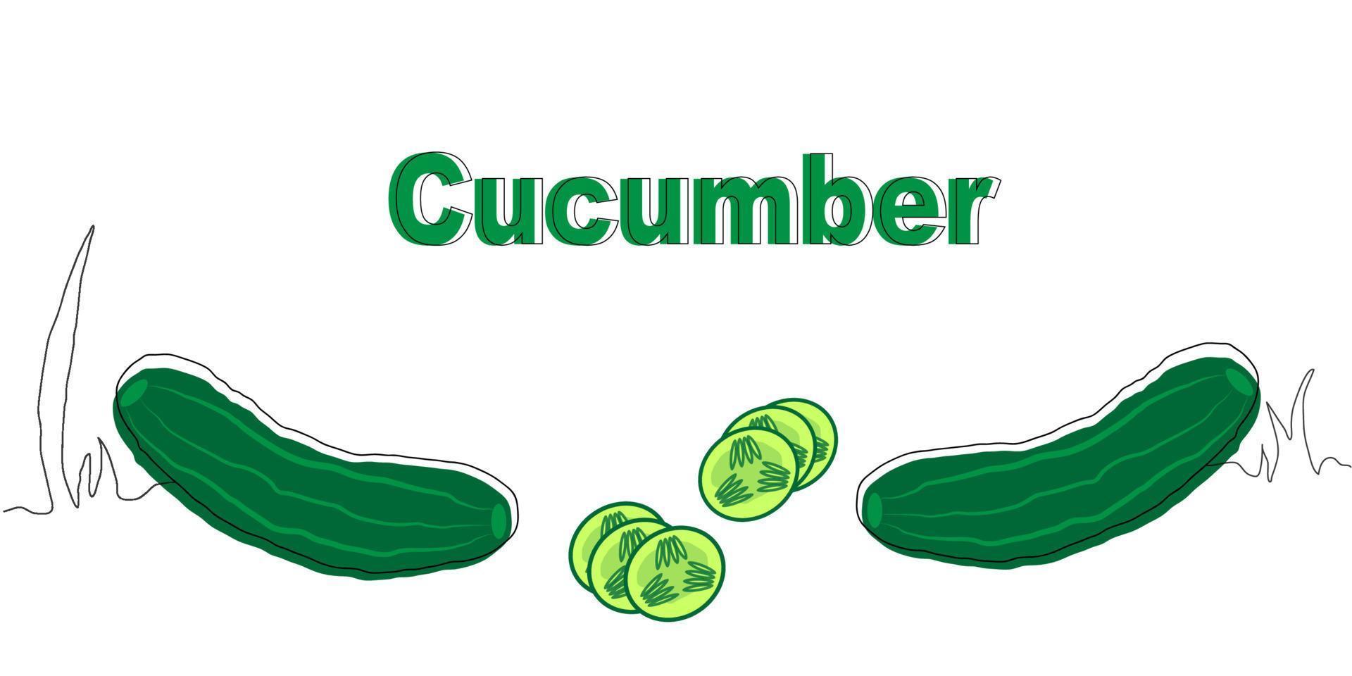 illustration of green cucumber vector