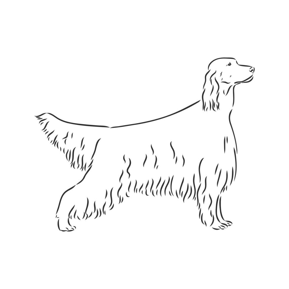 dog vector sketch