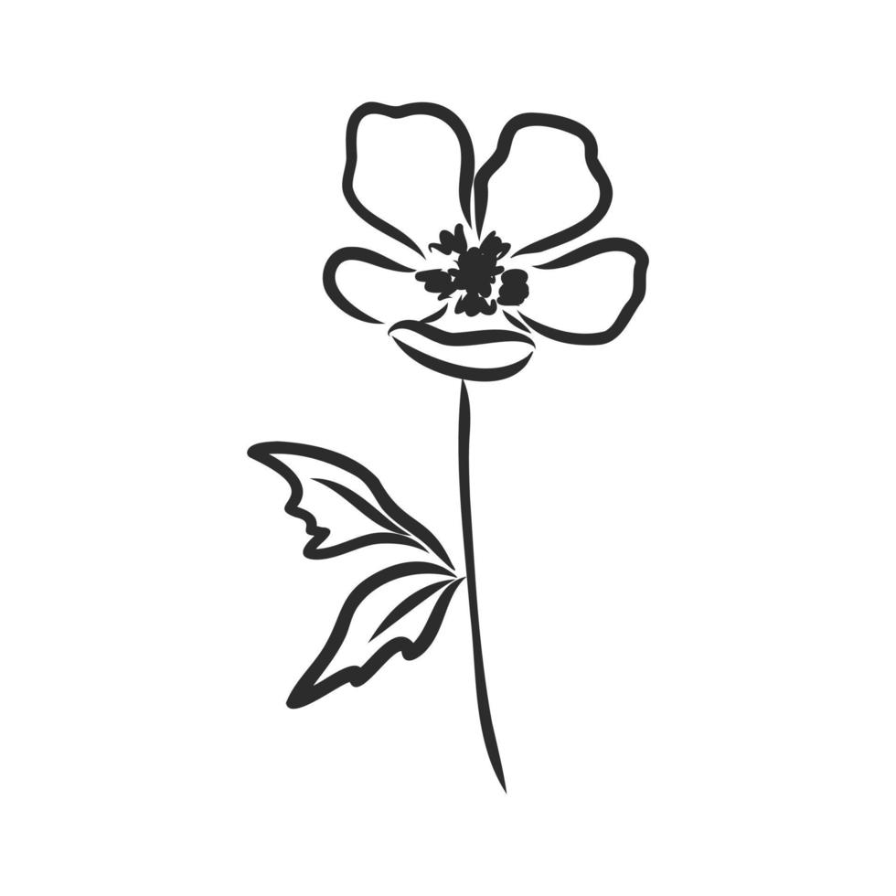 flower vector sketch