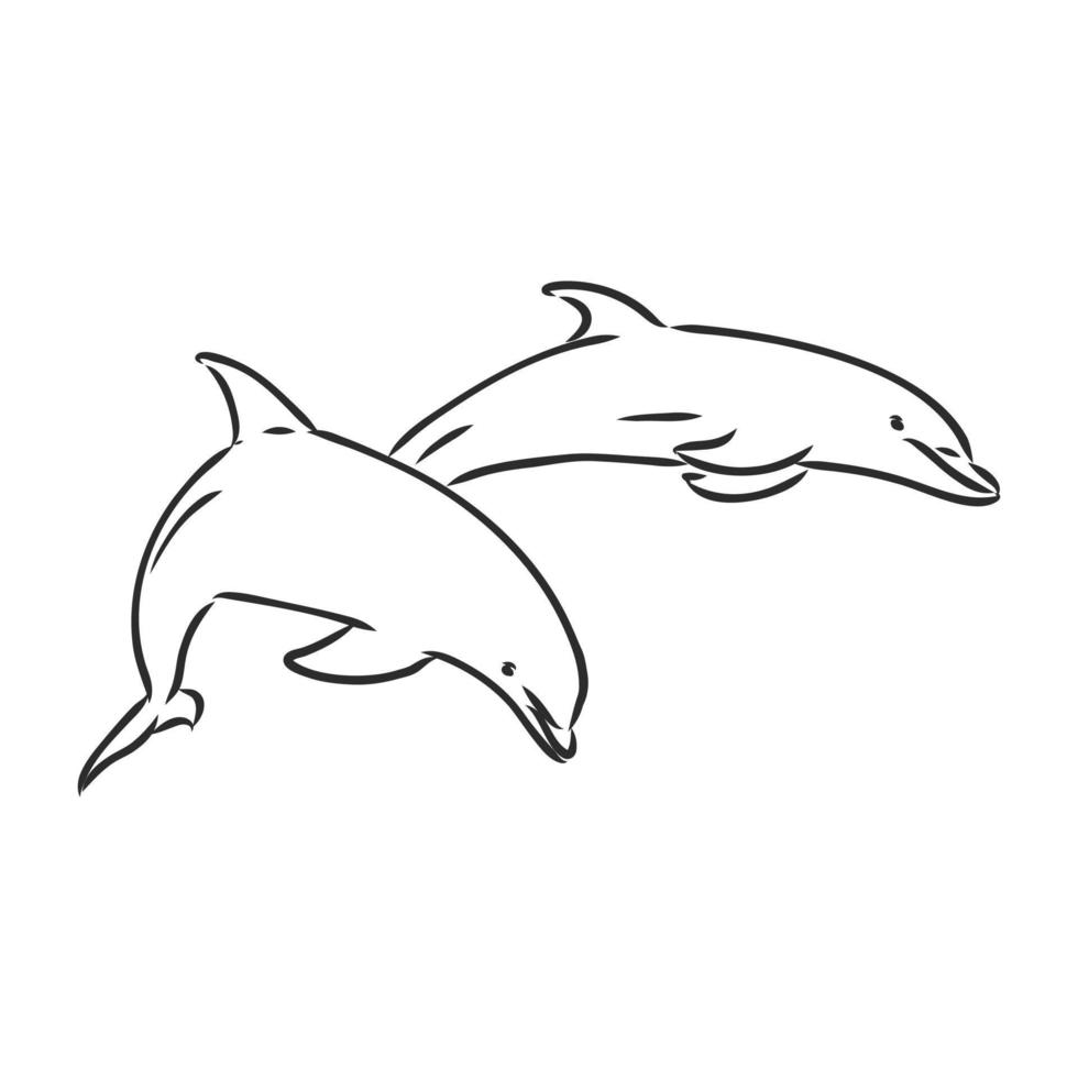 dolphin vector sketch