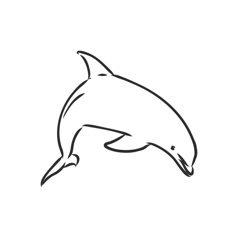 dolphin vector sketch
