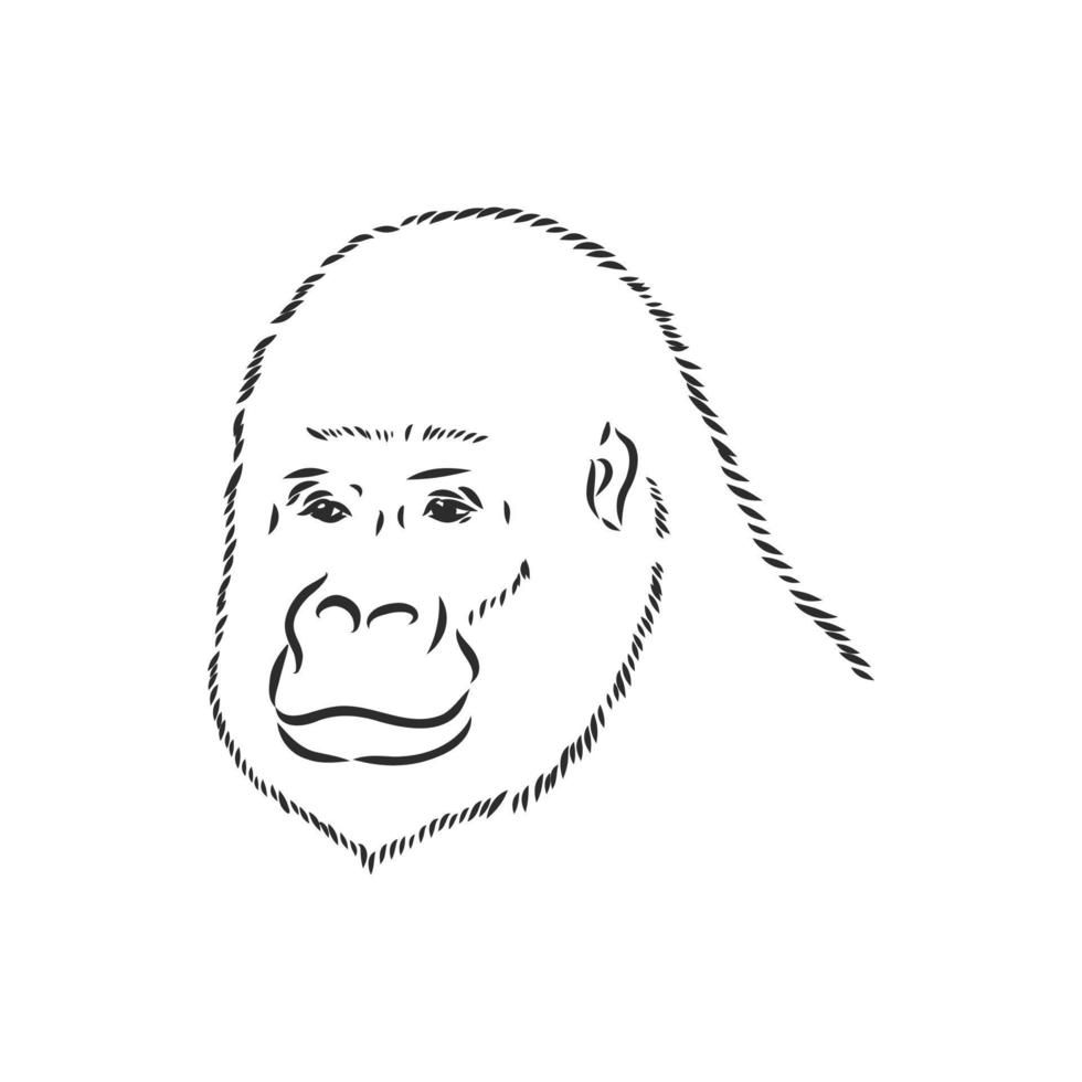 gorilla vector sketch