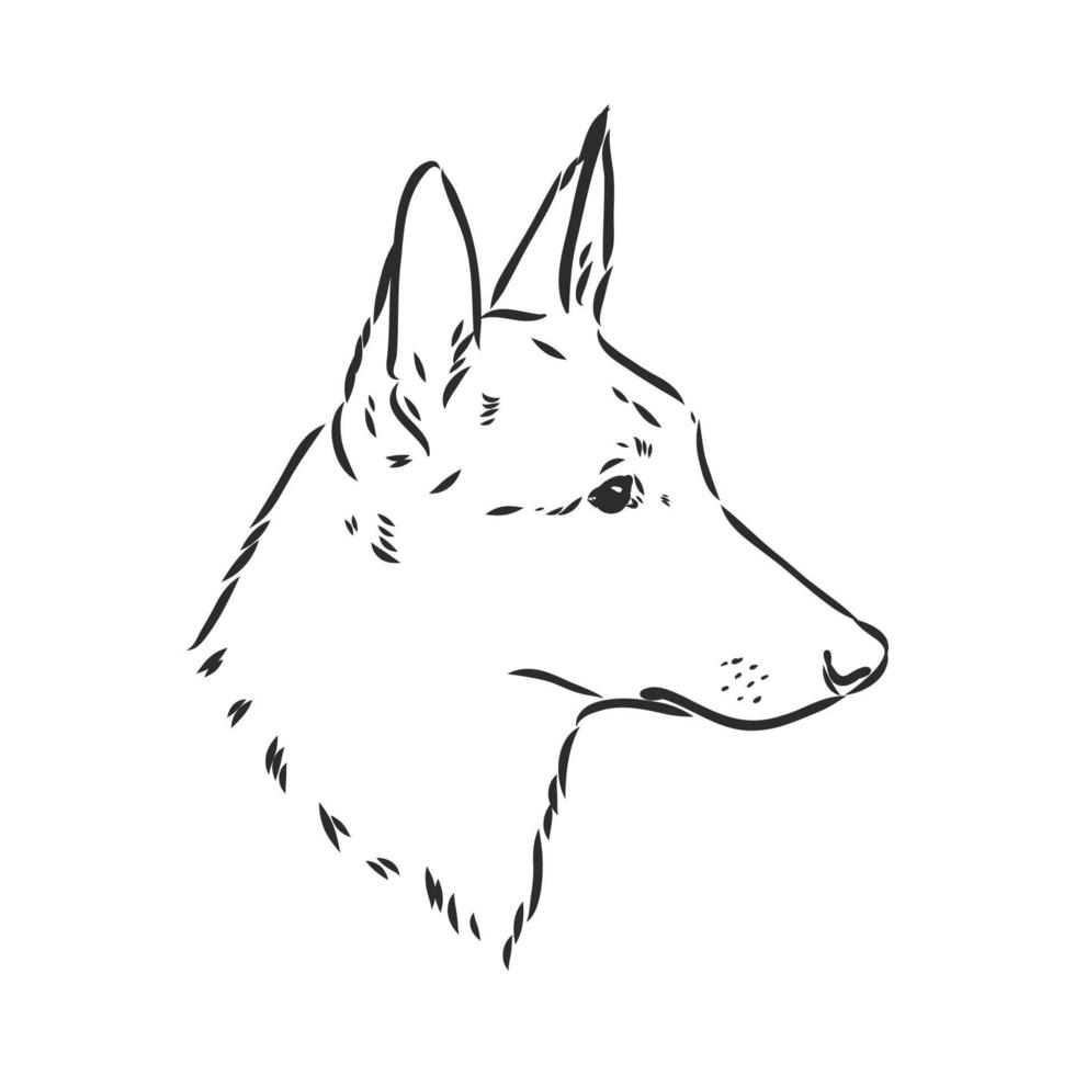 dog vector sketch