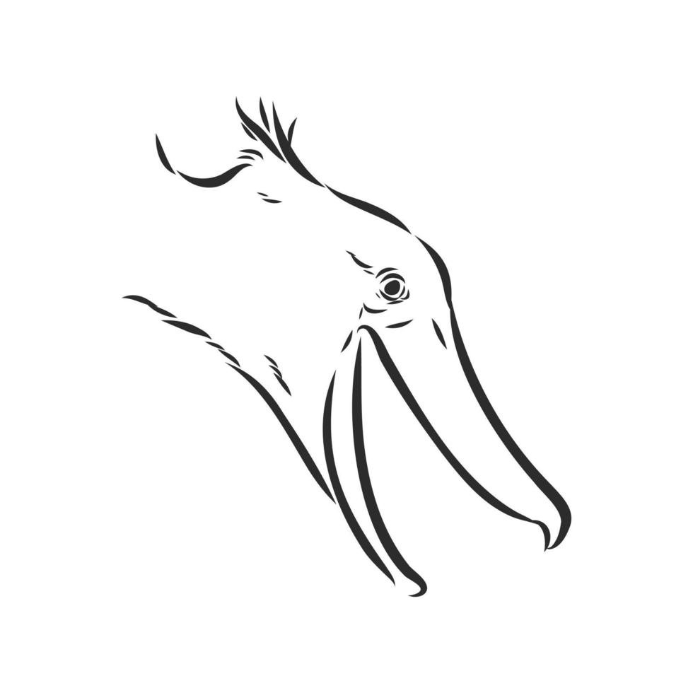 shoebill vector sketch