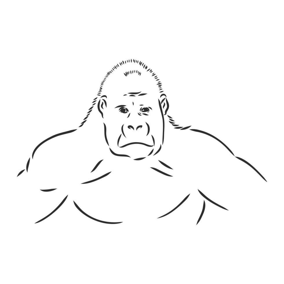 gorilla vector sketch