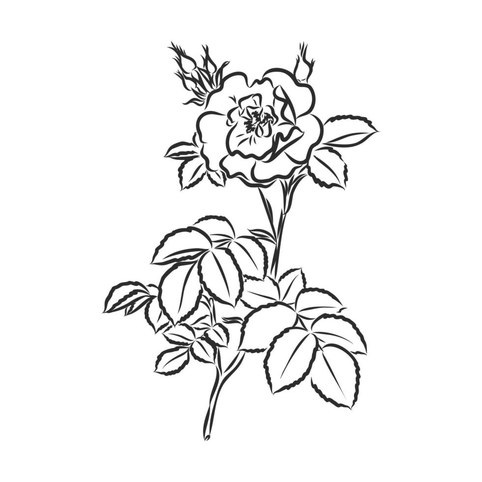 rose vector sketch