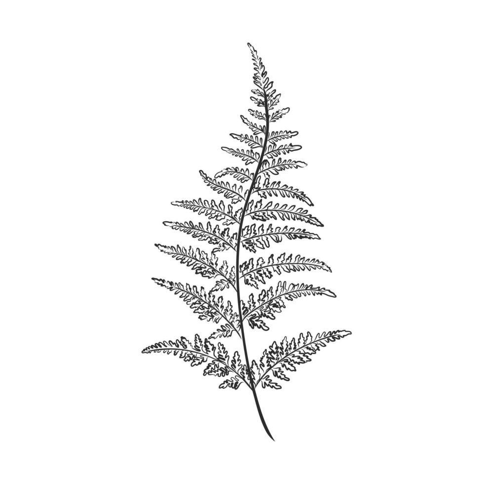 fern vector sketch