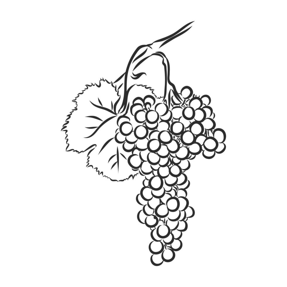 grapes vector sketch