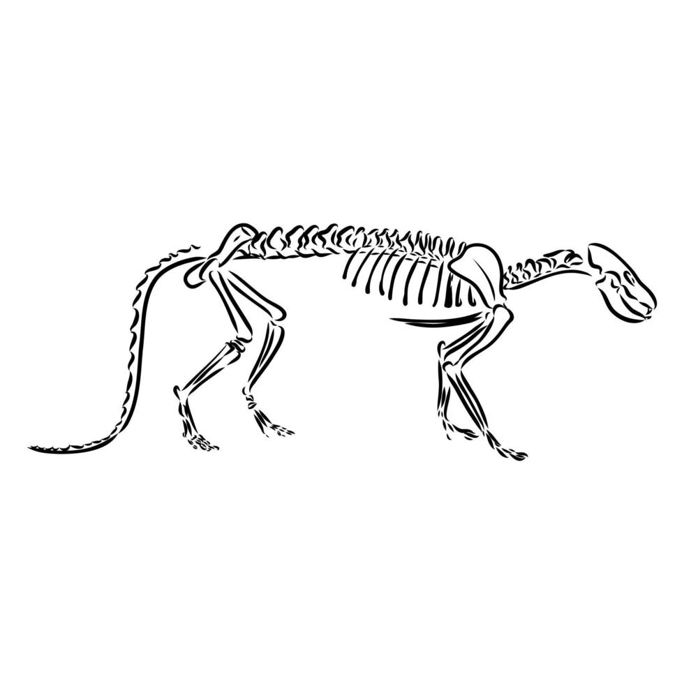 dinosaur skeleton vector sketch