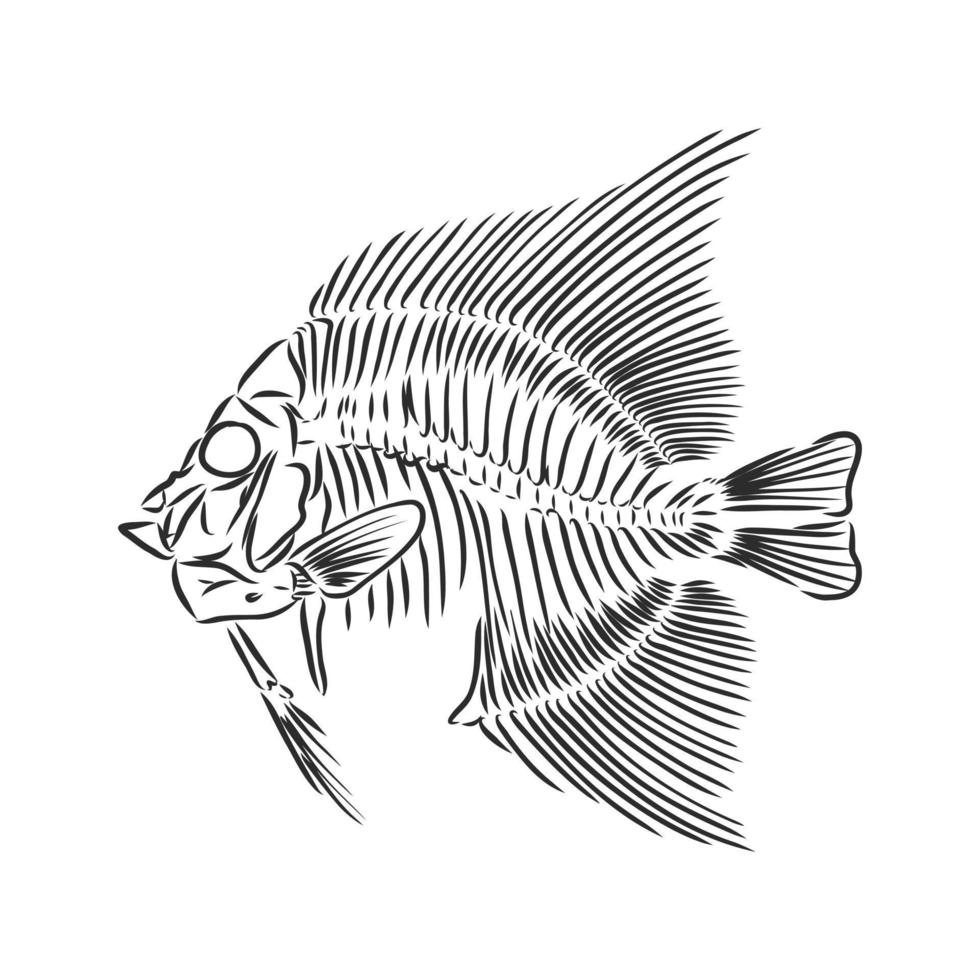 dibujo vectorial de esqueleto de pescado vector