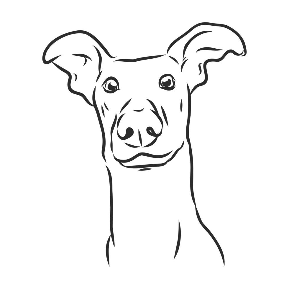 dog vector sketch