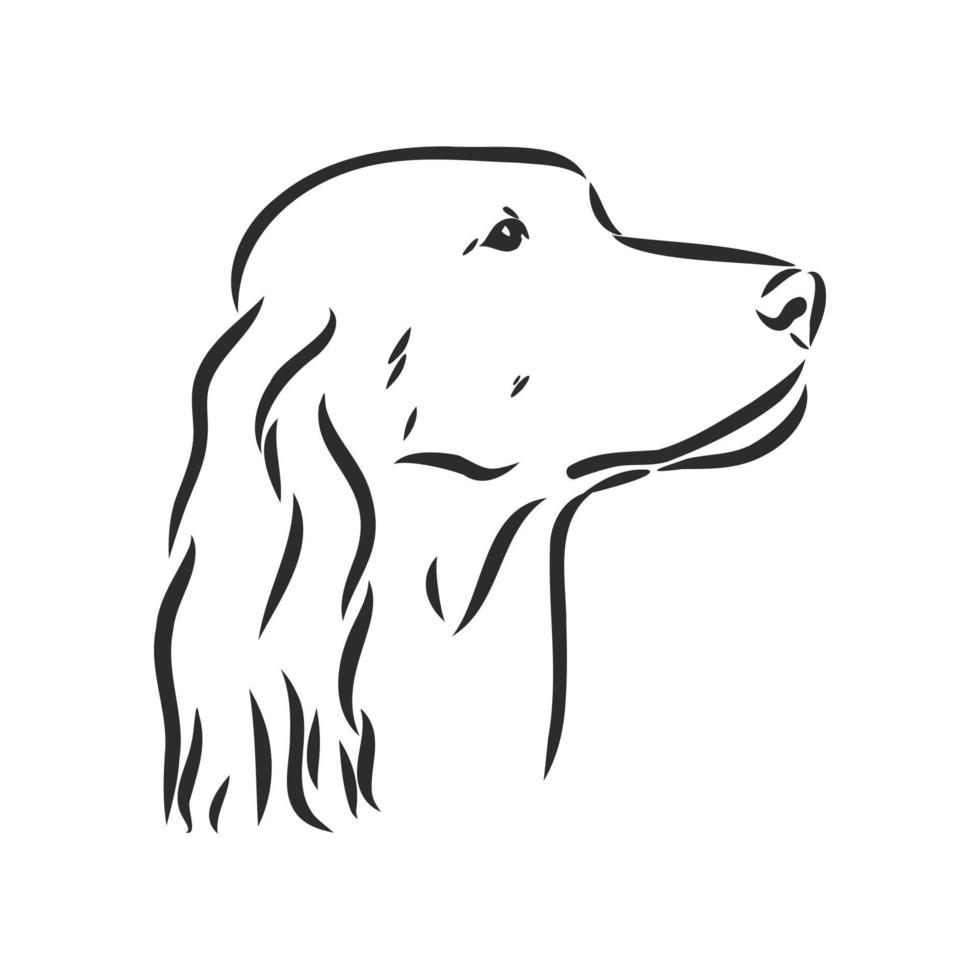 dog vector sketch