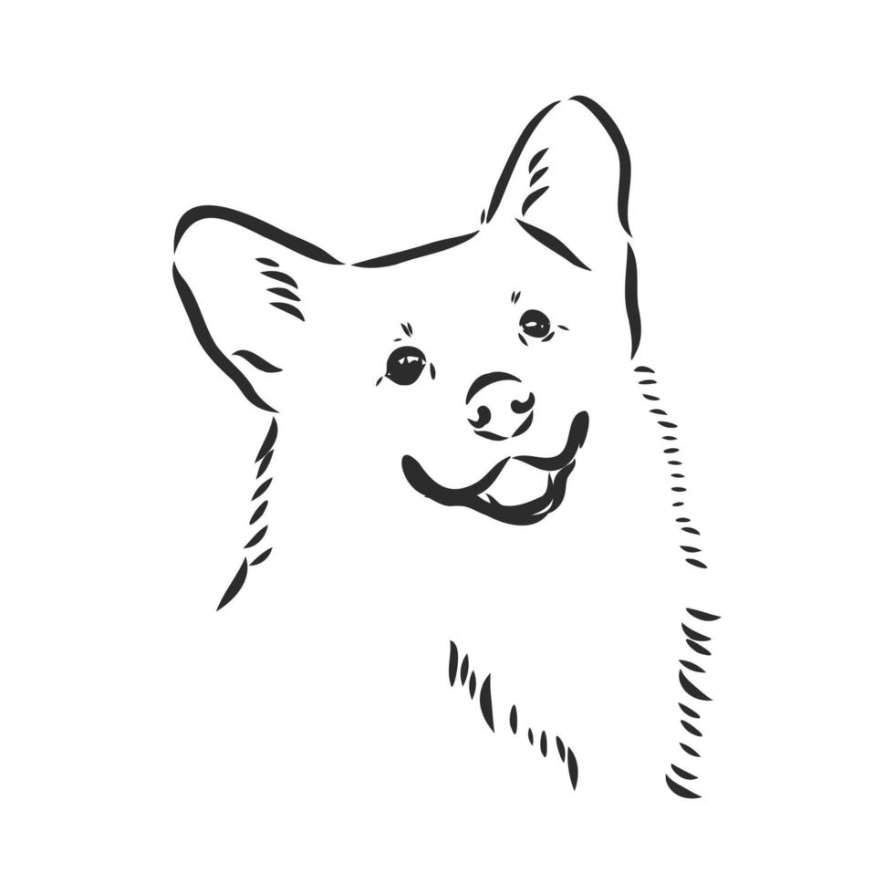 dog vector sketch