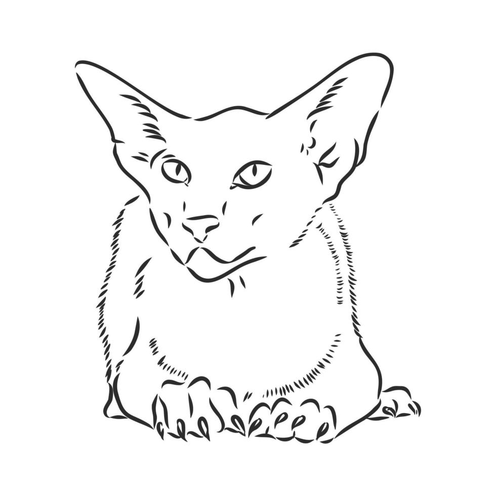 cat vector sketch