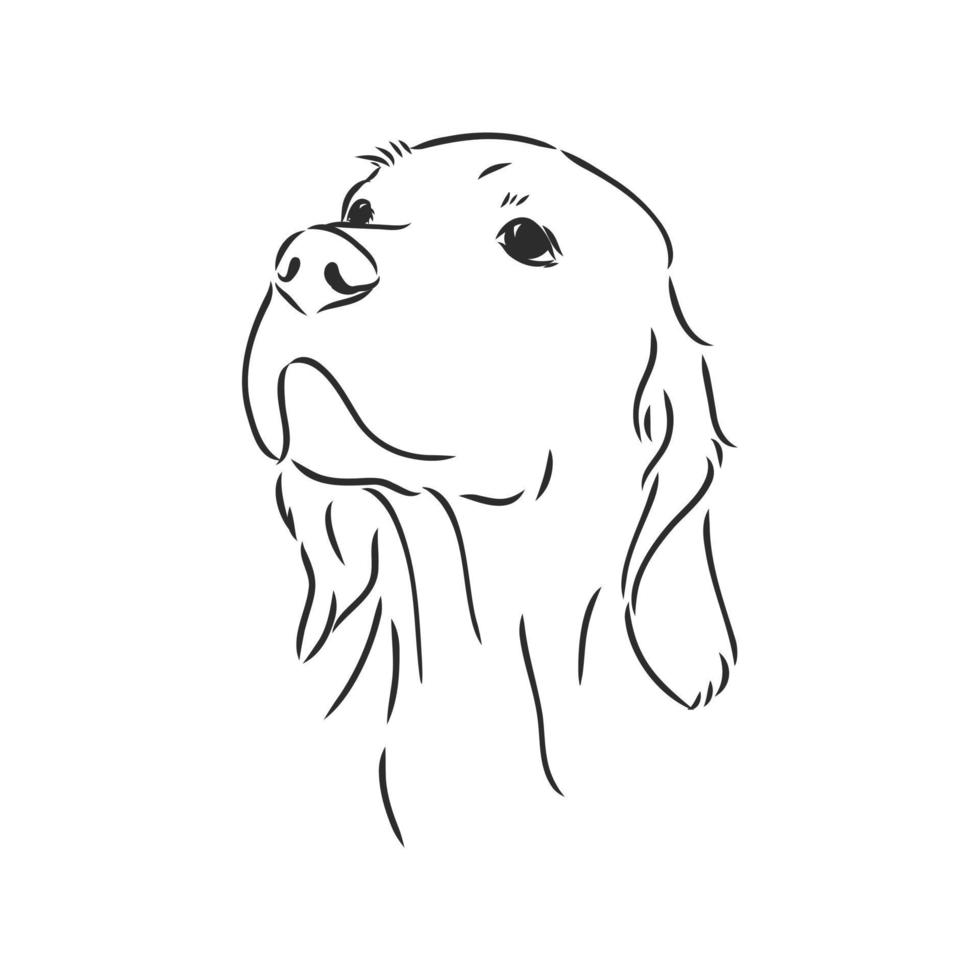 dog vector sketch