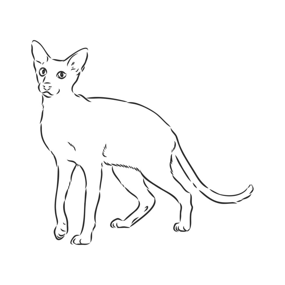 bosquejo del vector del gato