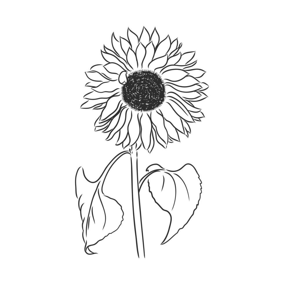 flower vector sketch