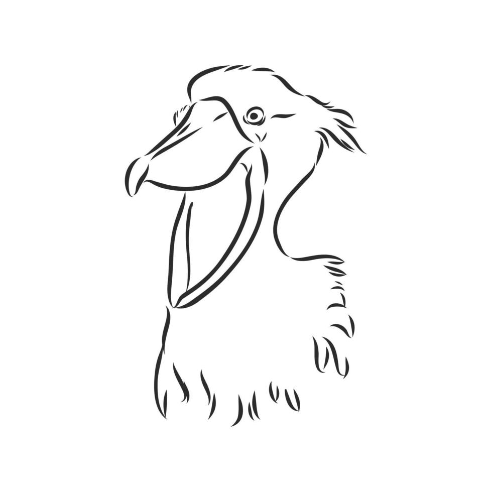 shoebill vector sketch