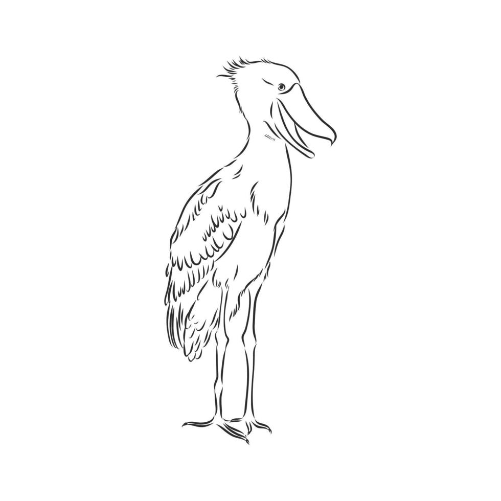 bosquejo del vector shoebill