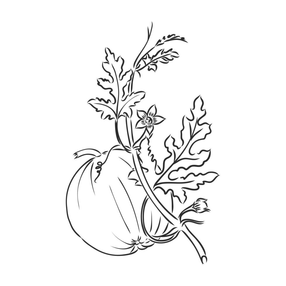 flower vector sketch