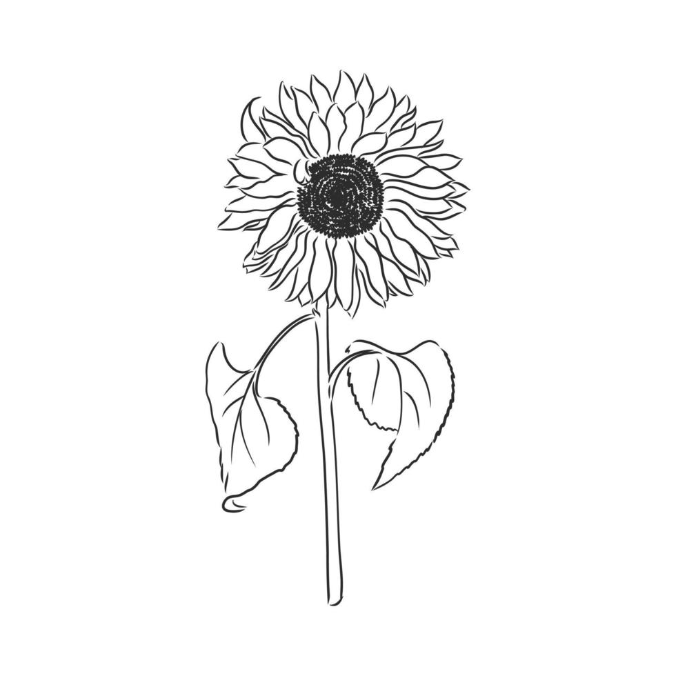 flower vector sketch