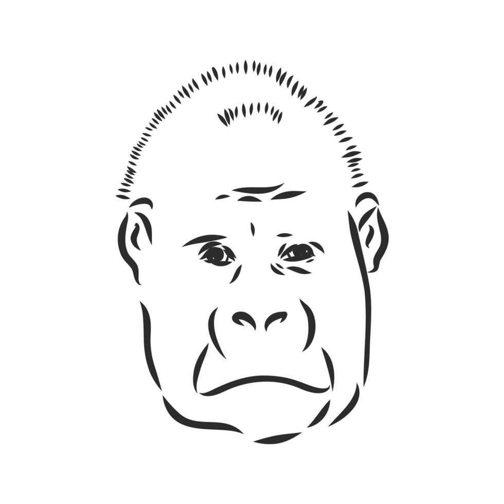 gorilla vector sketch