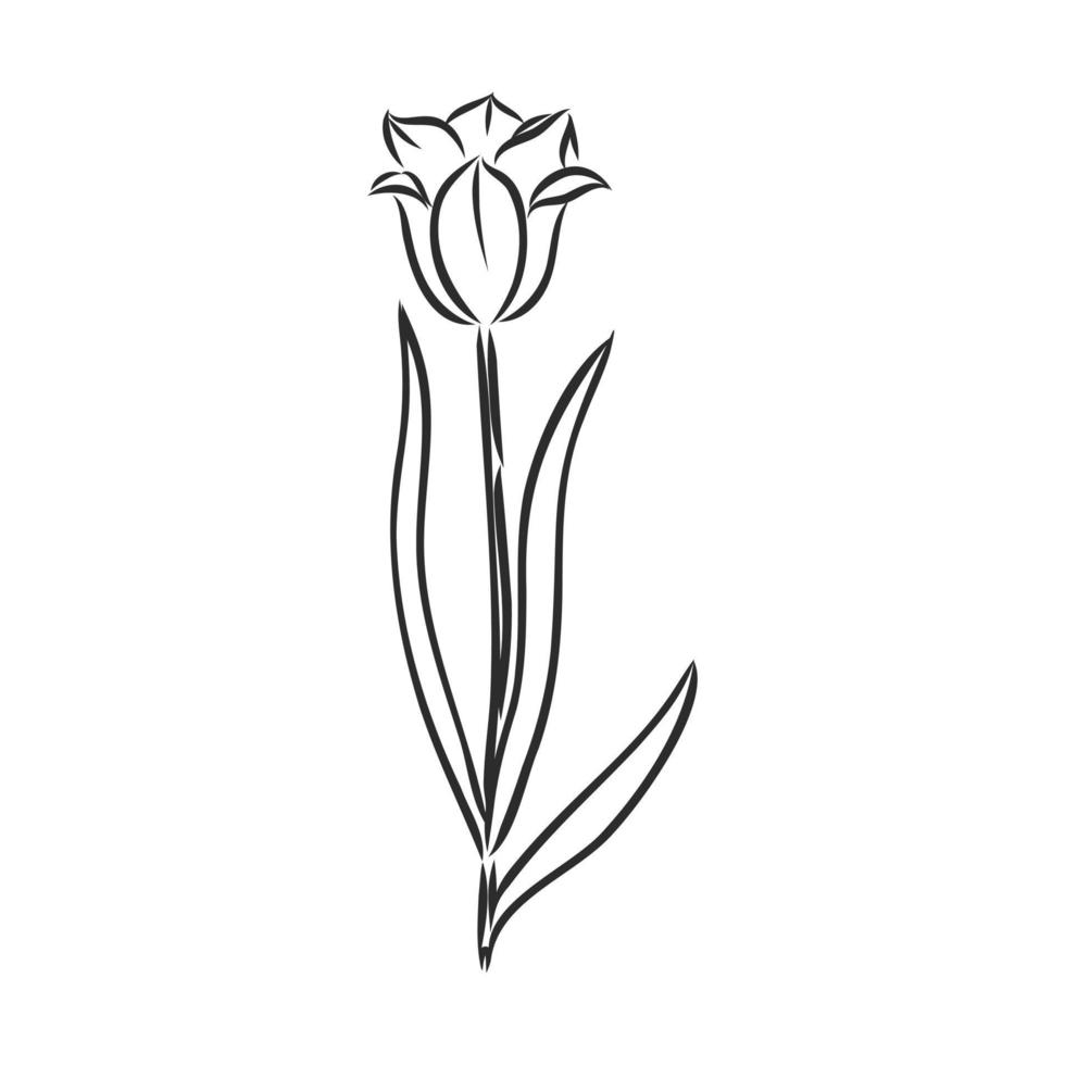 flower vector sketch