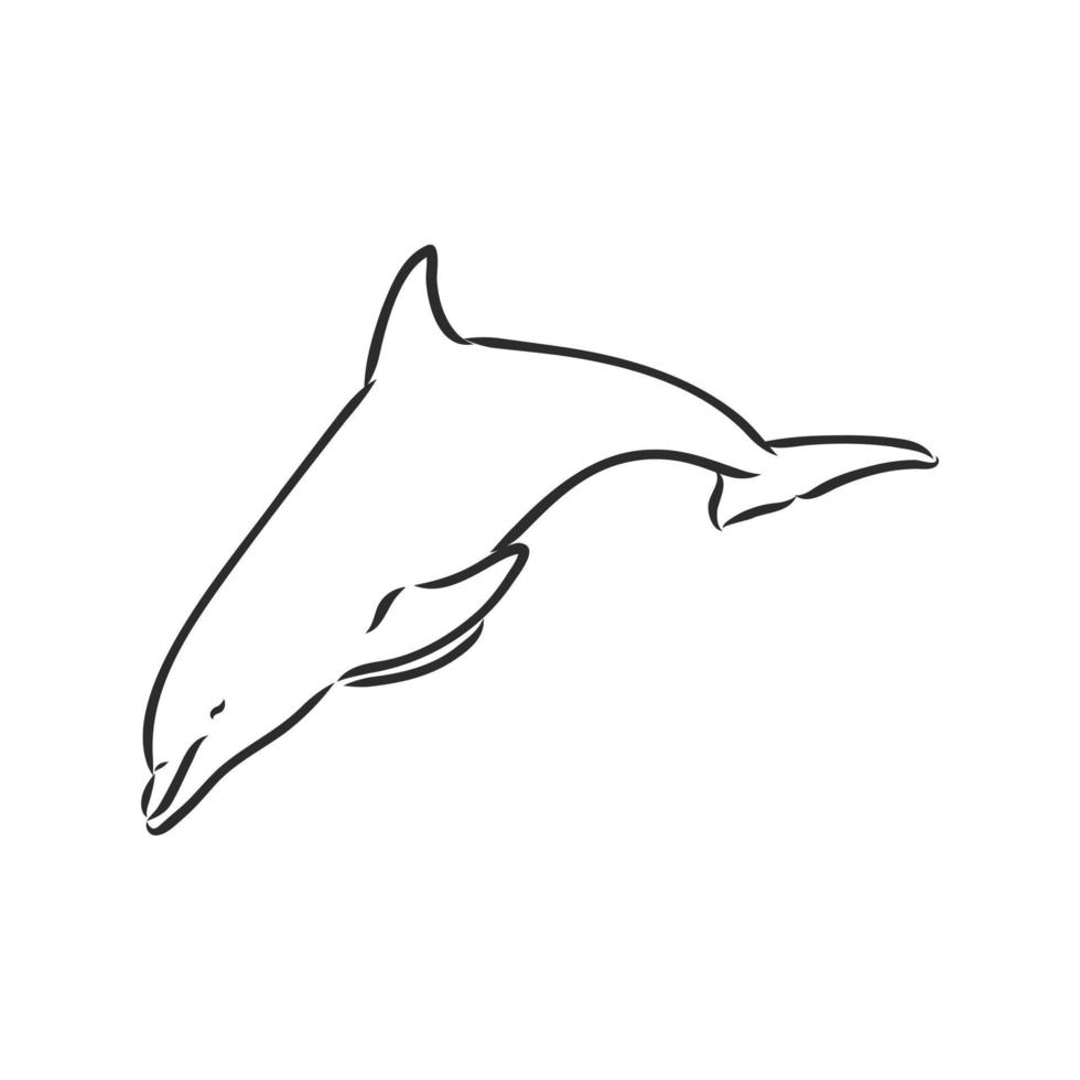 dolphin vector sketch