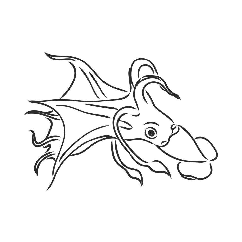 squid vector sketch