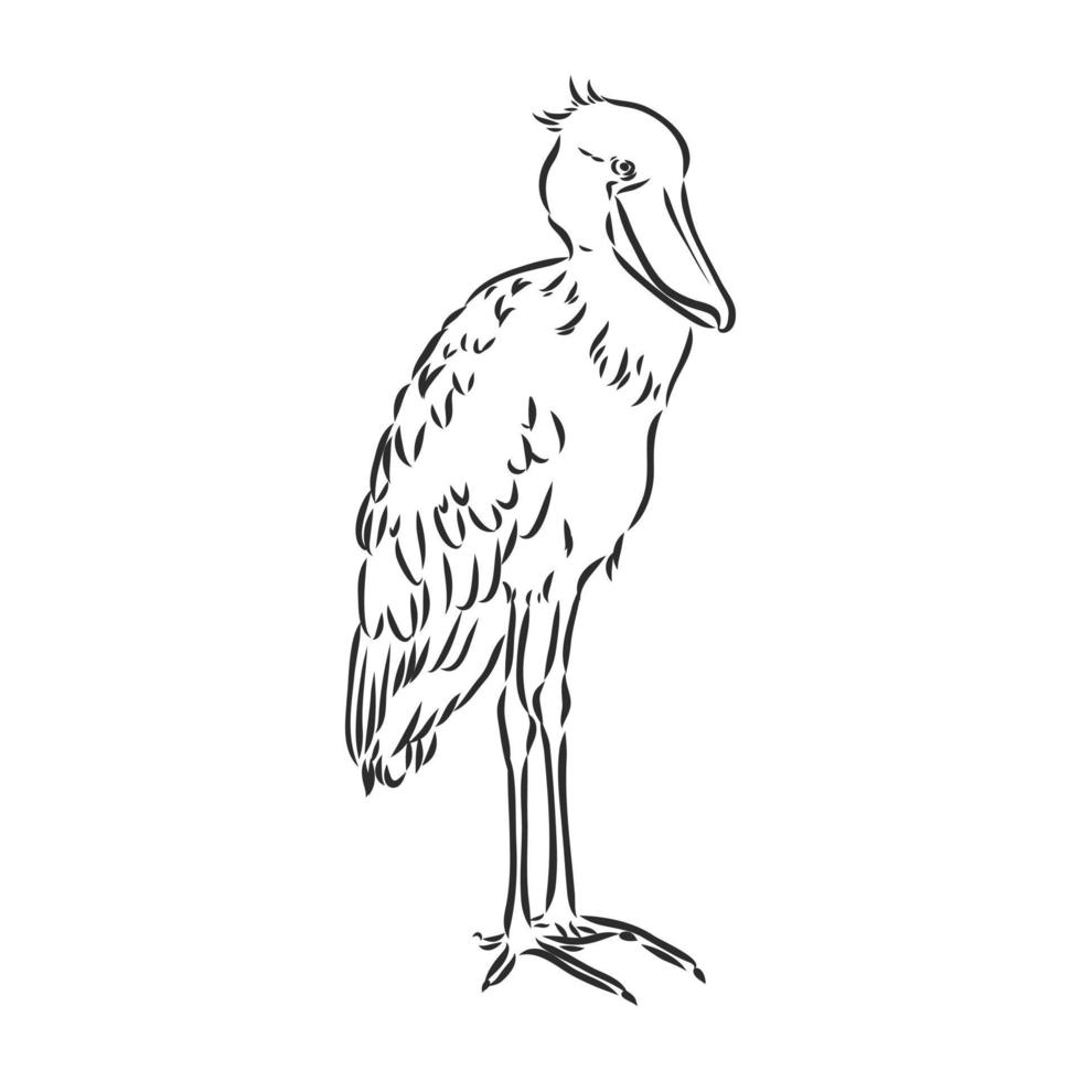 bosquejo del vector del pájaro shoebill