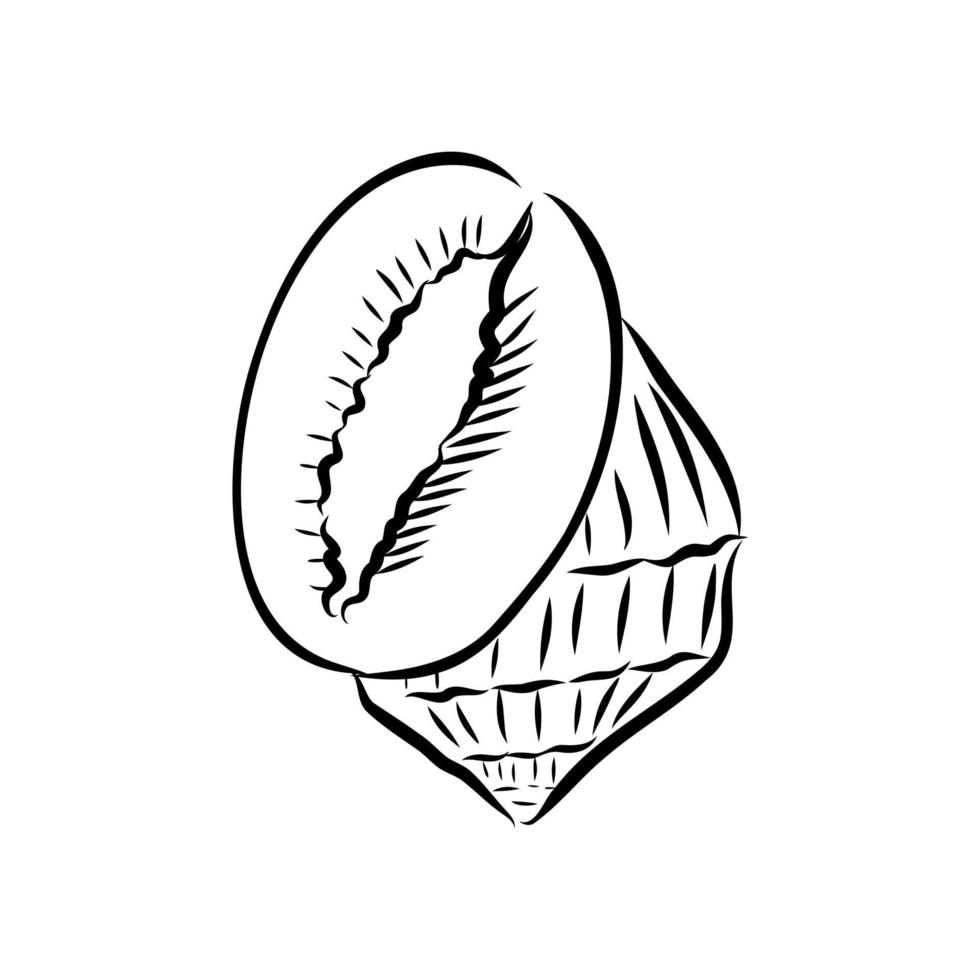 seashell vector sketch