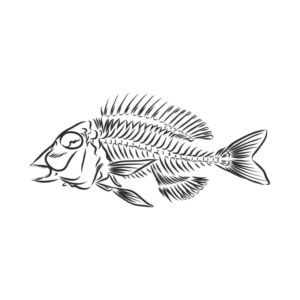 fish skeleton vector sketch