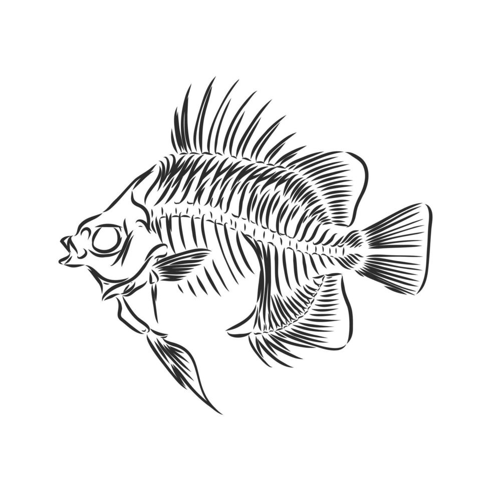 dibujo vectorial de esqueleto de pescado vector