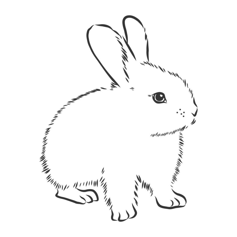 hare vector sketch