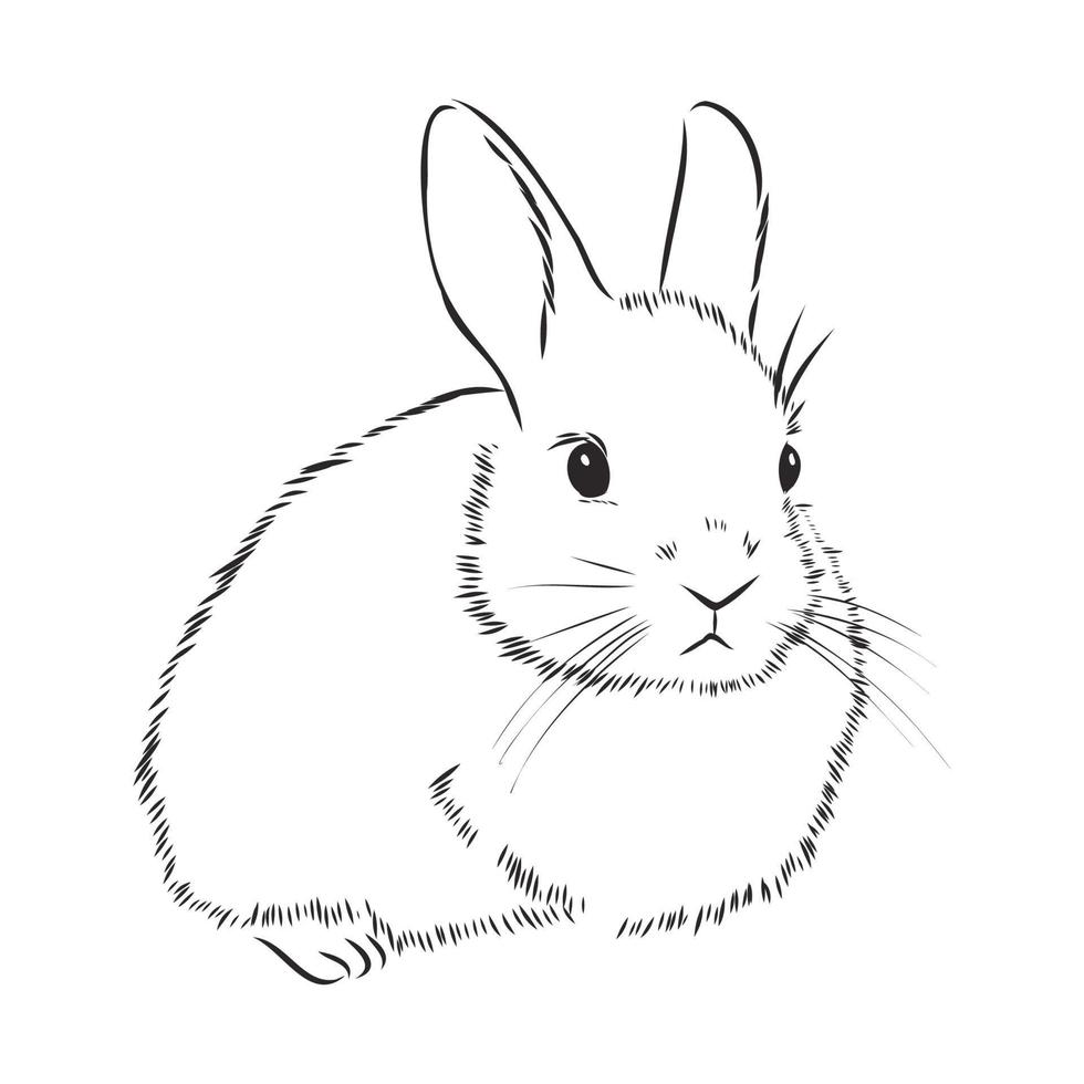 hare vector sketch