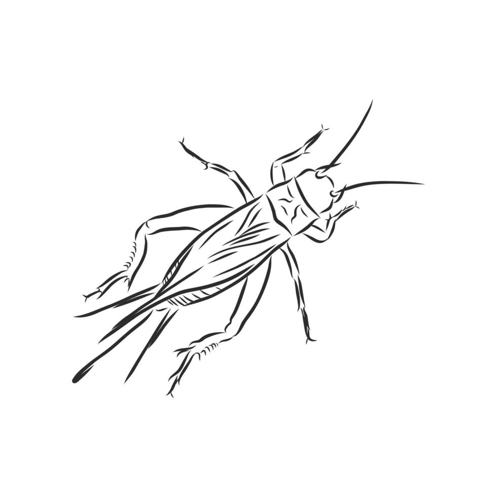 cricket vector sketch