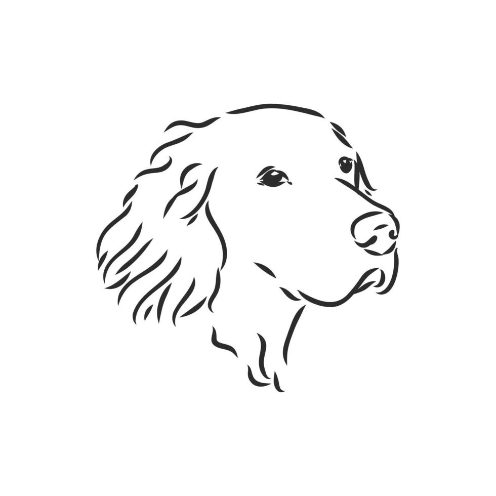 dog vector sketch