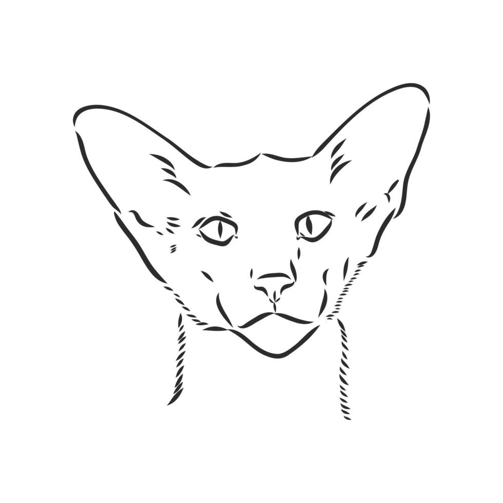 cat vector sketch