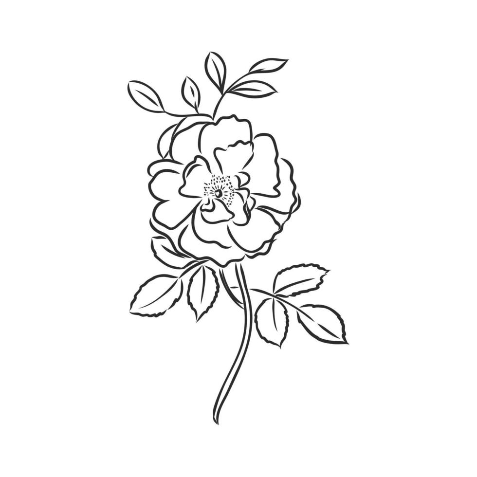 flower vector sketch