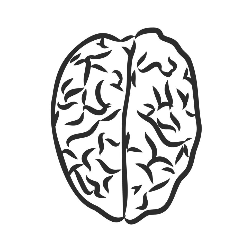 bosquejo del vector del cerebro