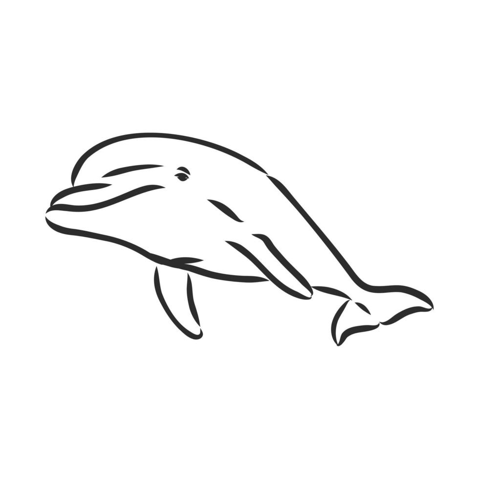 dolphin vector sketch