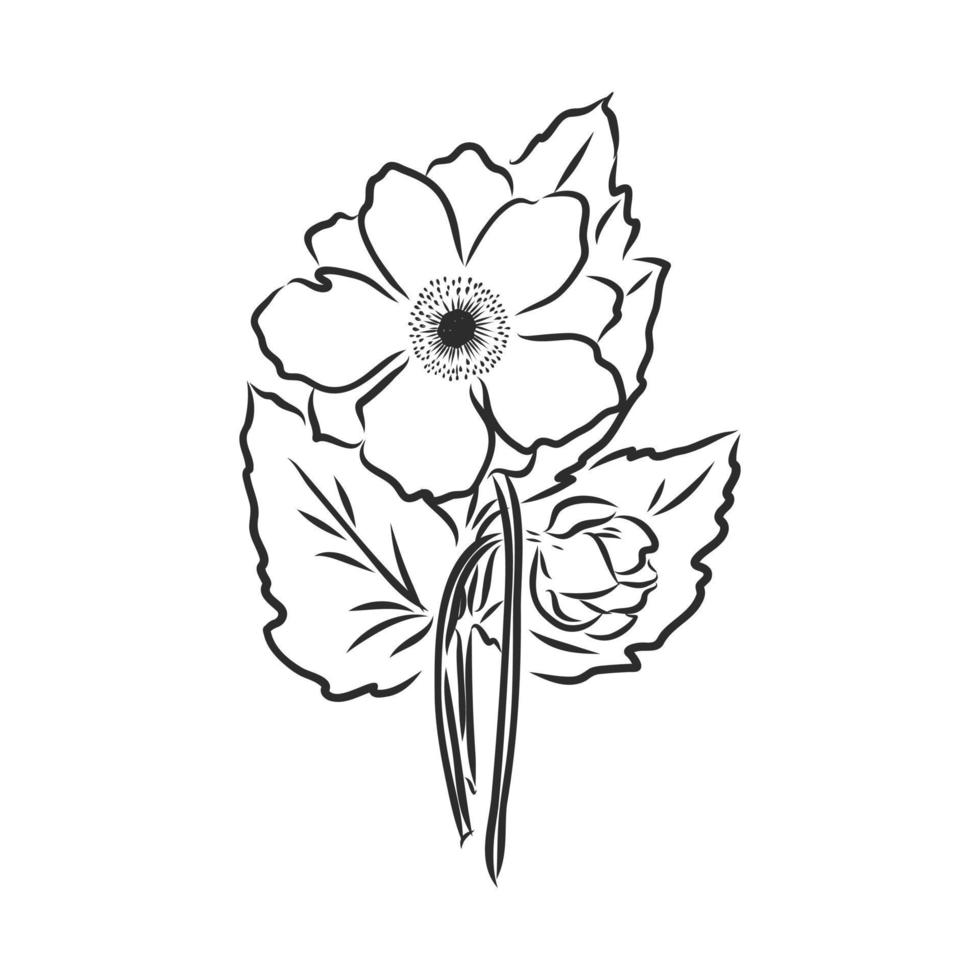 flower vector sketch