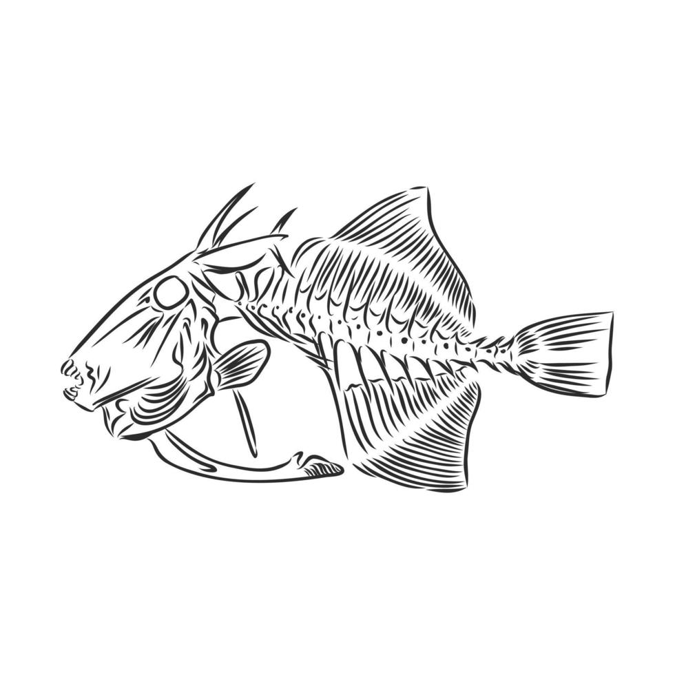 fish skeleton vector sketch