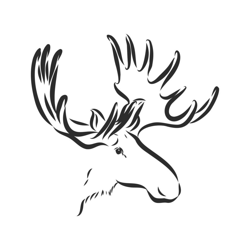moose vector sketch