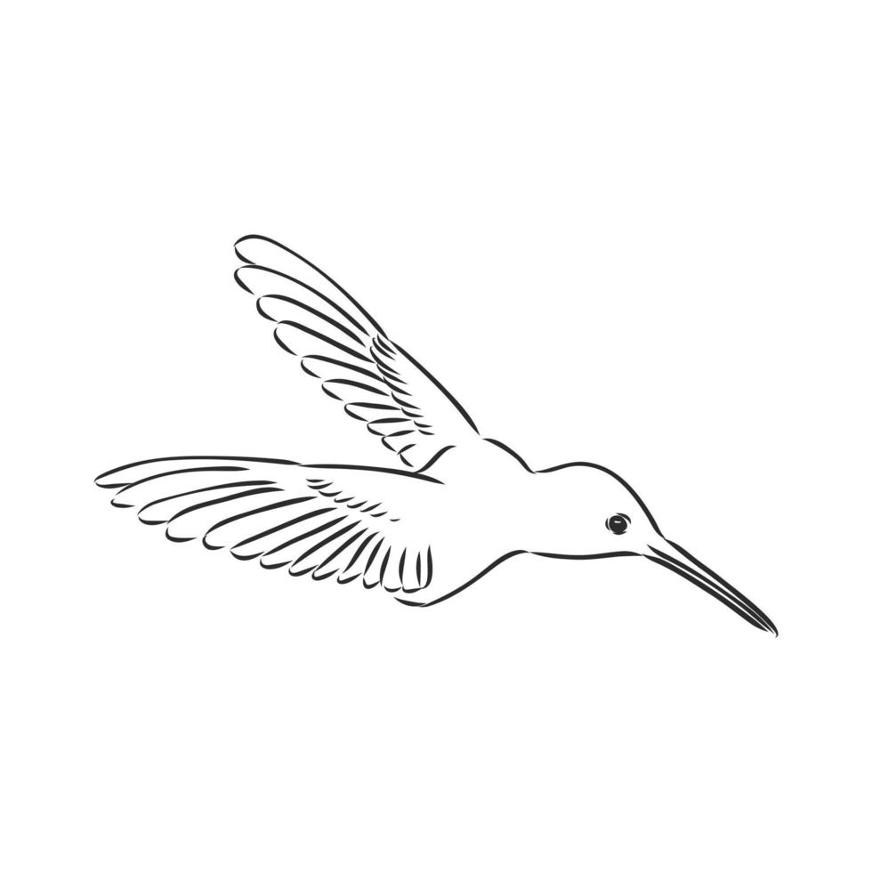 hummingbird vector sketch