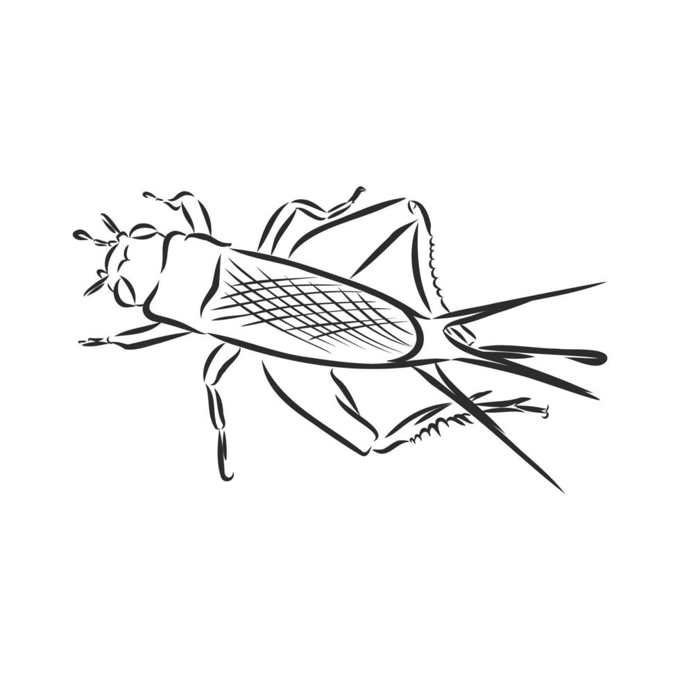 cricket vector sketch