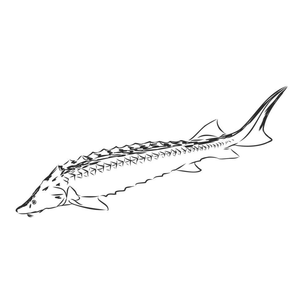 sturgeon vector sketch