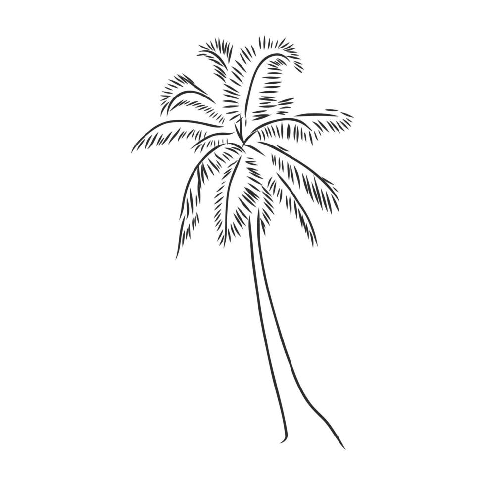 palm tree vector sketch