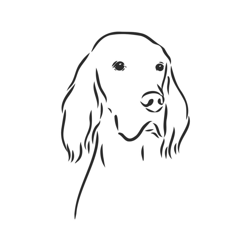 dog vector sketch