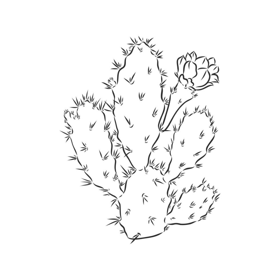 cactus vector sketch